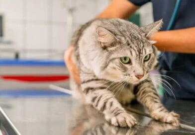 Shopping Parangaba recebe novo mutirão gratuito de castração de felinos