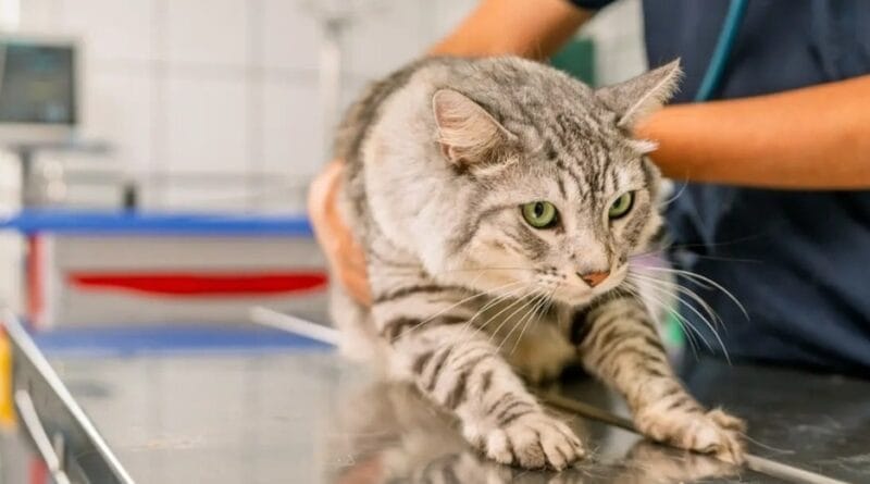 Shopping Parangaba recebe novo mutirão gratuito de castração de felinos