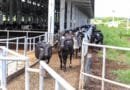 Empresa cearense alcança a 37ª posição no ranking Nacional Top 100 MilkPoint 2026 e se destaca como maior produtora de leite A2 certificado do Norte / Nordeste