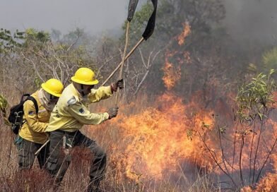 Goiás registra 43 atendimentos a incêndios em vegetação em apenas um dia