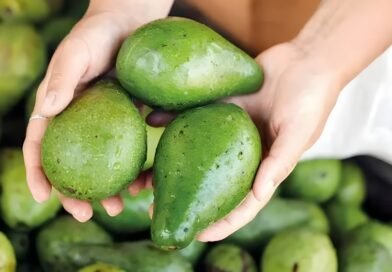 Ibiapina leva o sabor da Serra para a merenda escolar incorporando açaí e promovendo o abacate