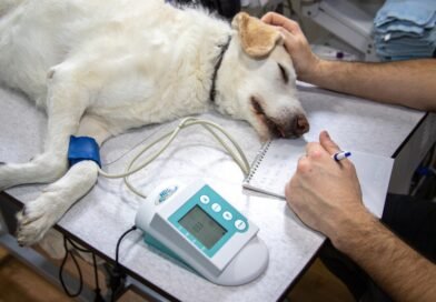 Faculdade Qualittas promove simpósio gratuito sobre discopatia em pets e lança pós-graduação em Osteopatia Veterinária